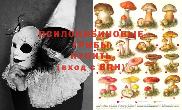 дживик Белокуриха